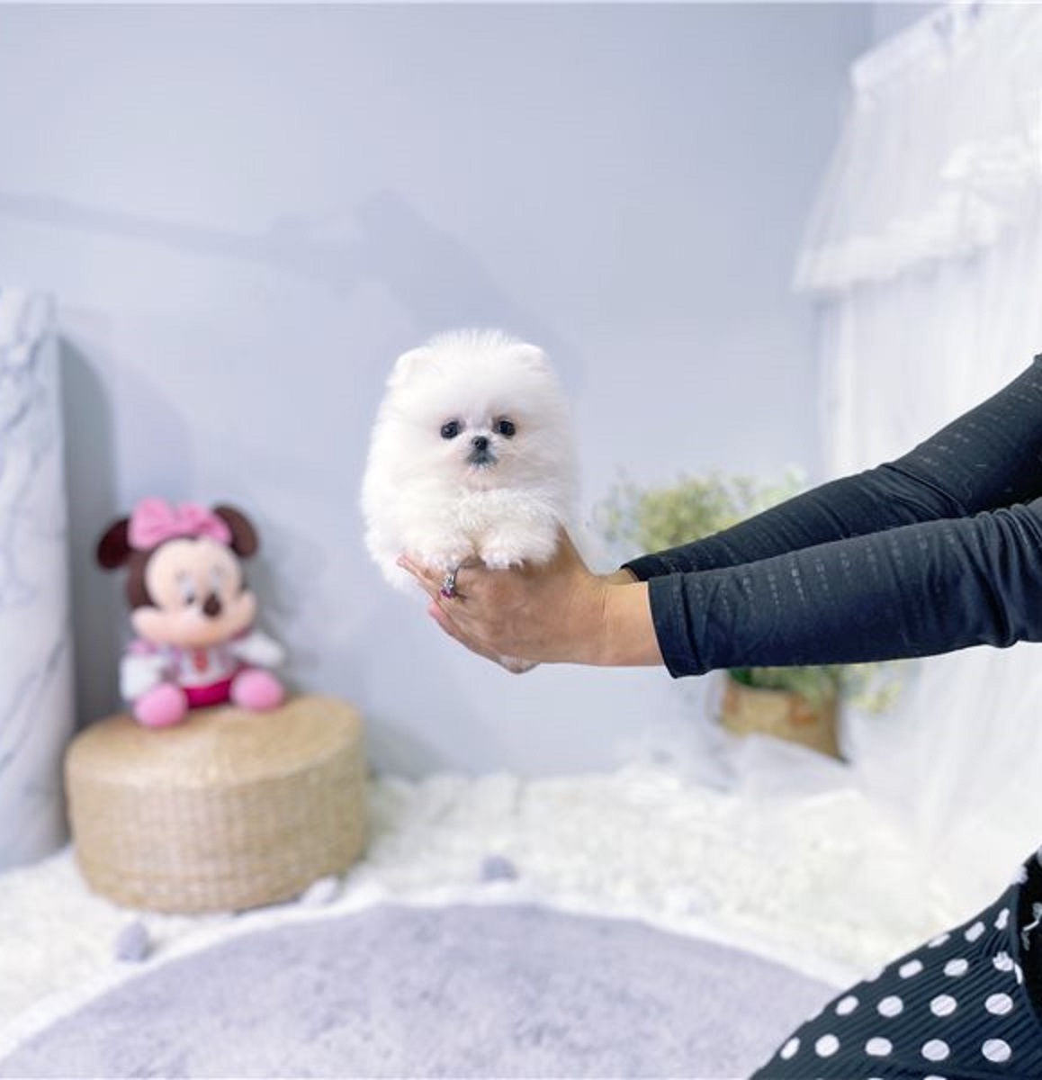 Spitz nana Pomerania - media 2
